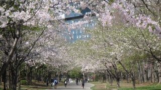 公園内に桜並木