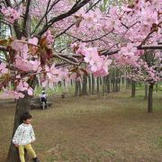 5月初め、桜の開花時期の花情報