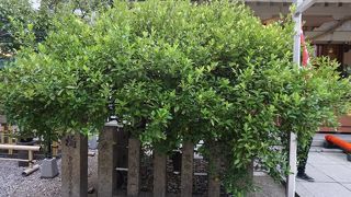 桜は少し枝垂れているような感じかな