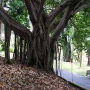 シンガポール植物園は、世界遺産の文化遺産