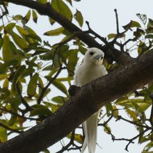 保護鳥マヌオク