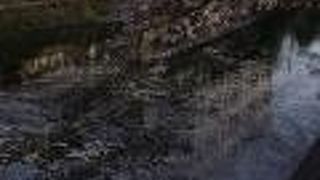 仙台堀川親水公園　桜を見に～