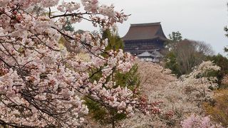 日本の春を堪能