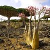 2019年からソコトラ島は観光再開しています！