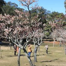 奈良公園に広がる梅園