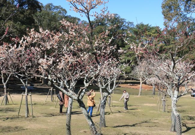 片岡梅林 クチコミ アクセス 営業時間 奈良市 フォートラベル
