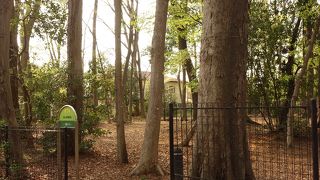 自然のまま残された貴重な雑木林