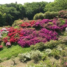 つつじ公園⑤