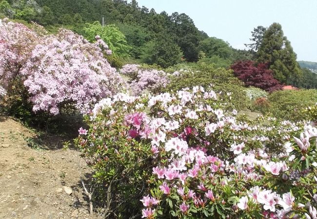 見ごたえあるつつじ公園