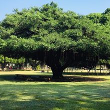 国立成功大学 