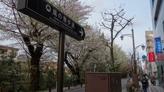 玉川上水沿いの散歩道