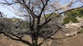 桜を歩きながら眺めて