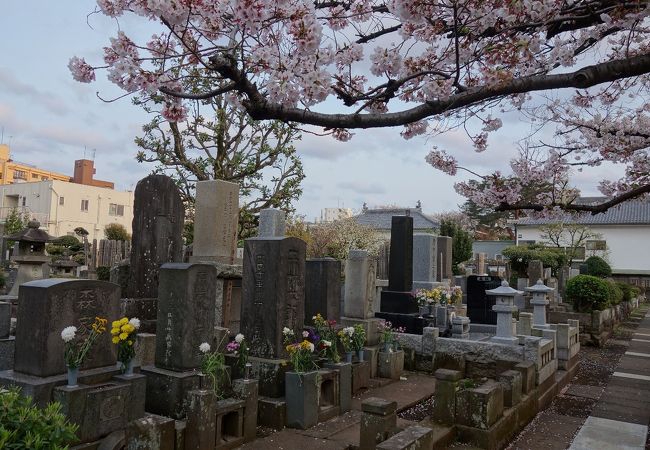 森鴎外 森林太郎 の墓 クチコミ アクセス 営業時間 吉祥寺 三鷹 フォートラベル