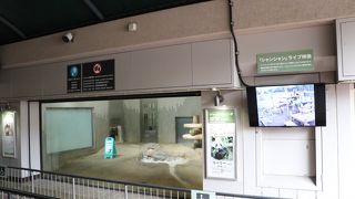 パンダは人気ですね