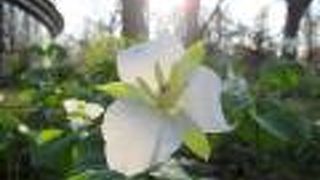 5月上旬、碑の背後にオオバナノエンレイソウ咲く