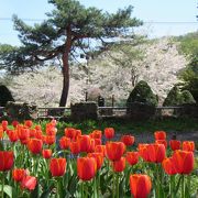 付近の園路沿いのチューリップがきれい（5月10日前後）