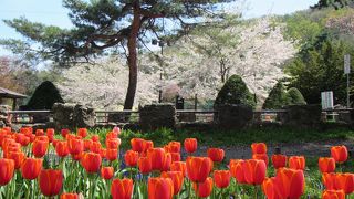 付近の園路沿いのチューリップがきれい（5月10日前後）