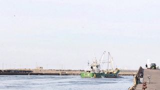 クロサギが見られました。