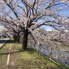 両岸のサクラが見頃だった。