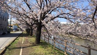 桜が美しかった