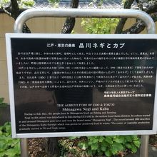 品川の農業について