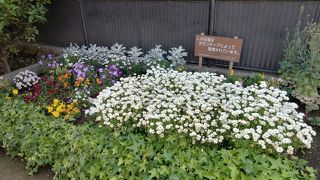 街道松が入り口に