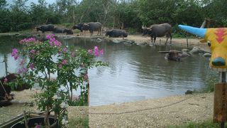 水牛で海を渡っていく由布島は、大自然が体感できる南国のテーマパーク