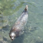 ほどよく回れて、楽しい水族館