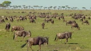 アフリカの大地の香り ～野生動物と満天の星空   ムパタ・サファリ・クラブでの日々