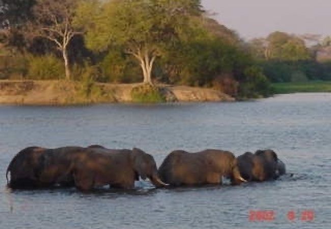  象やサイが水浴びしているそばを小さな舟で行く～まさにジャングルクルーズ