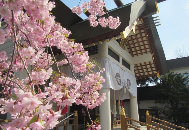 5月上旬、桜咲く境内