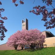 5月上旬、体育館前の桜がきれい