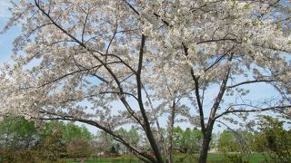 公園の南側で桜がきれい