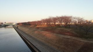 赤羽エリア一の桜の名所