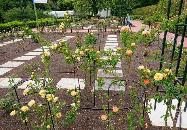 横浜市こども植物園 クチコミ アクセス 営業時間 東神奈川 保土ヶ谷 弘明寺 フォートラベル