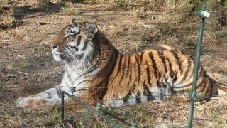 自家用車や専用バスで、動物の近くを周遊