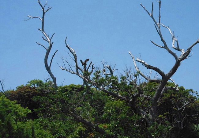 シチトウメジロが見られました。