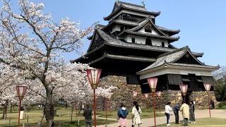 桜満開の松江城