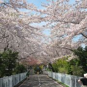 桜は、環状通りと交差する環状夢の橋辺りが特にきれい