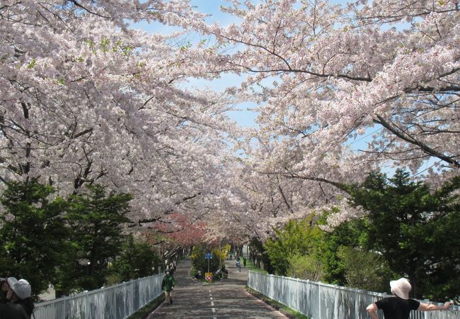 桜は、環状通りと交差する環状夢の橋辺りが特にきれい