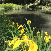 キショウブが見事に咲き誇る宝来公園へ