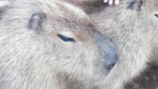 触れ合えるゾーンも