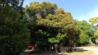 樹齢１０００年と言われる愛知県下最大の古木