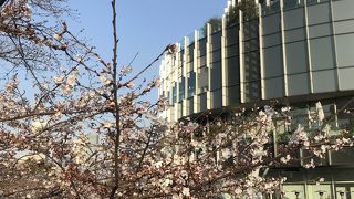 桜が見事です