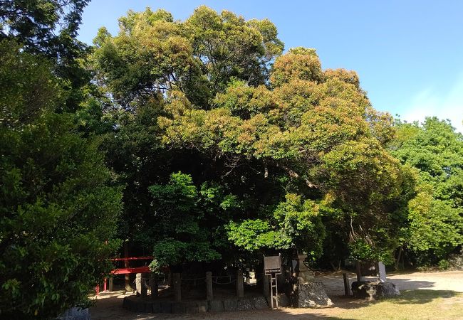 樹齢１０００年と言われる愛知県下最大の古木