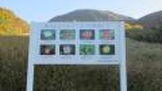 コスモスが綺麗でした