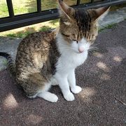 猫がたくさんいる