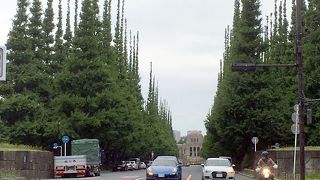 銀杏のカーペット