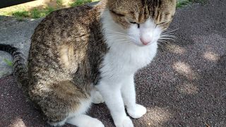 猫がたくさんいる