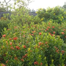 沖縄の三大名花の一つサンダンカ